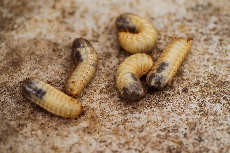 Woodworm