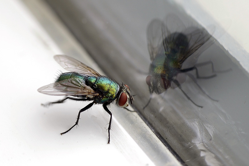 Cluster fly