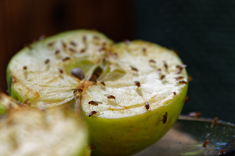 Fruit Fly
