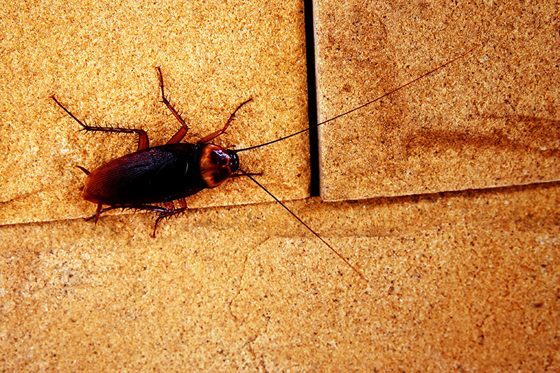 cockroaches