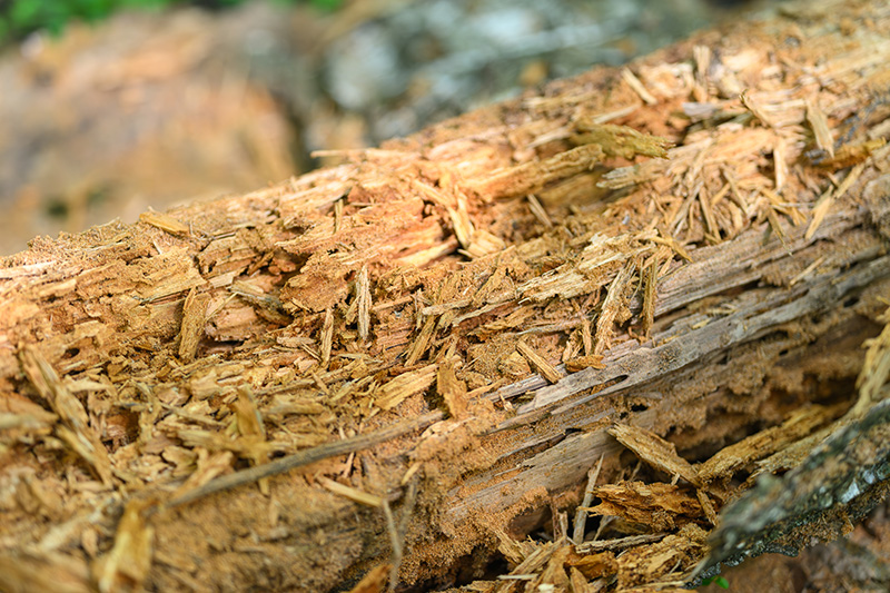 decomposing-log-observed-to-be-infested-with-wood-boring_74280069