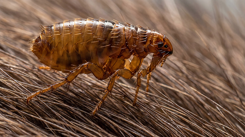 macro-shot-of-a-flea-crawling-through-animal-fur_82294113