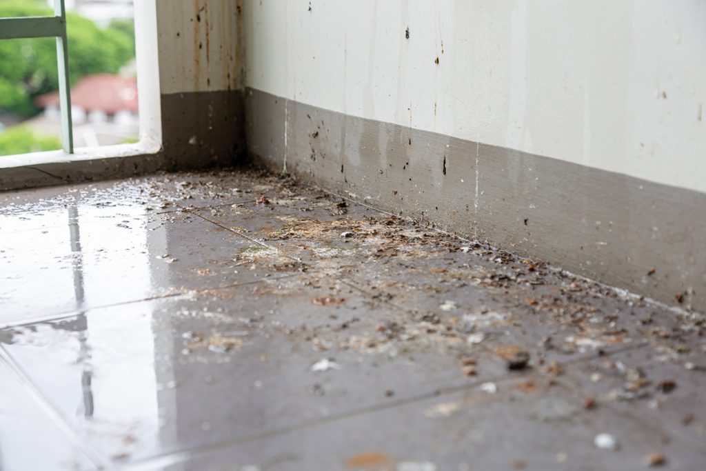 Bird droppings inside
