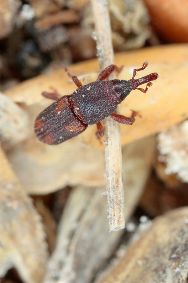 Grain Weevil