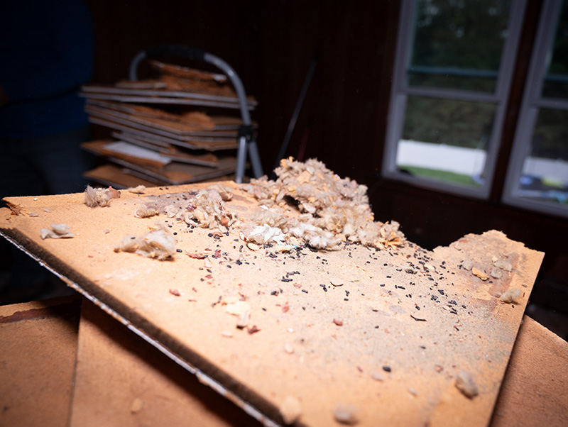 broken-roof-debris-with-rodent-droppings-renovation-cleanup