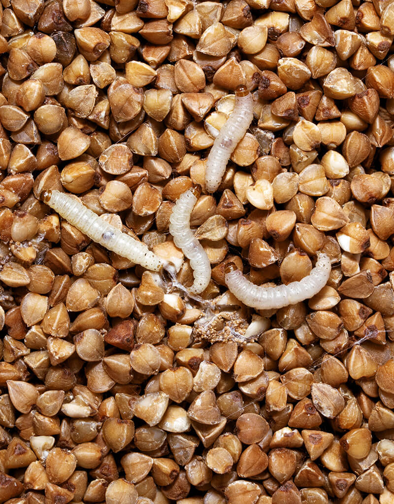 larvae