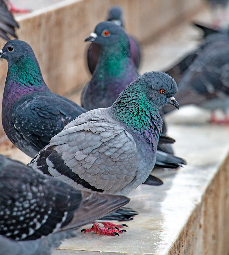 pigeon mess