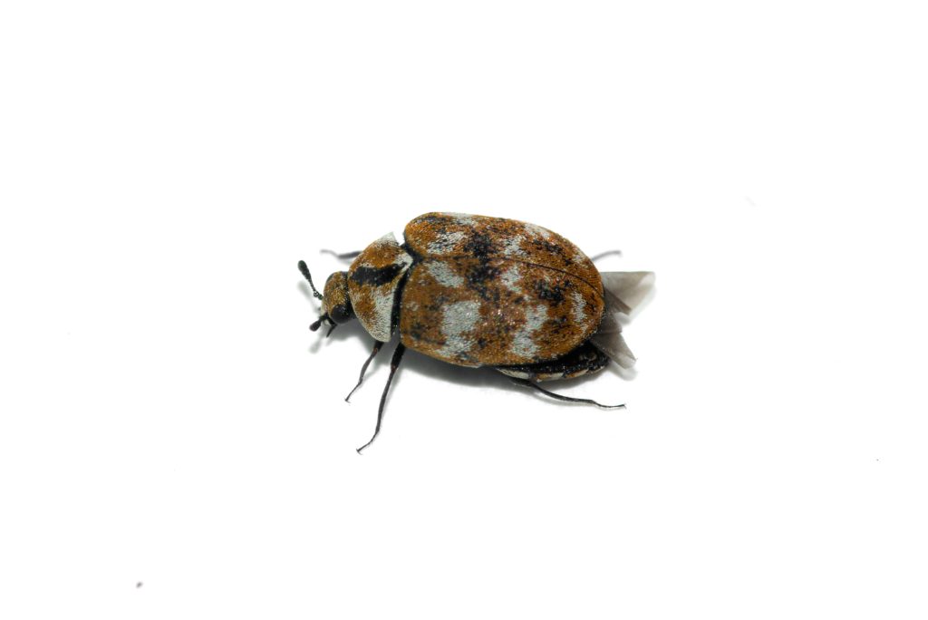 Varied carpet beetle