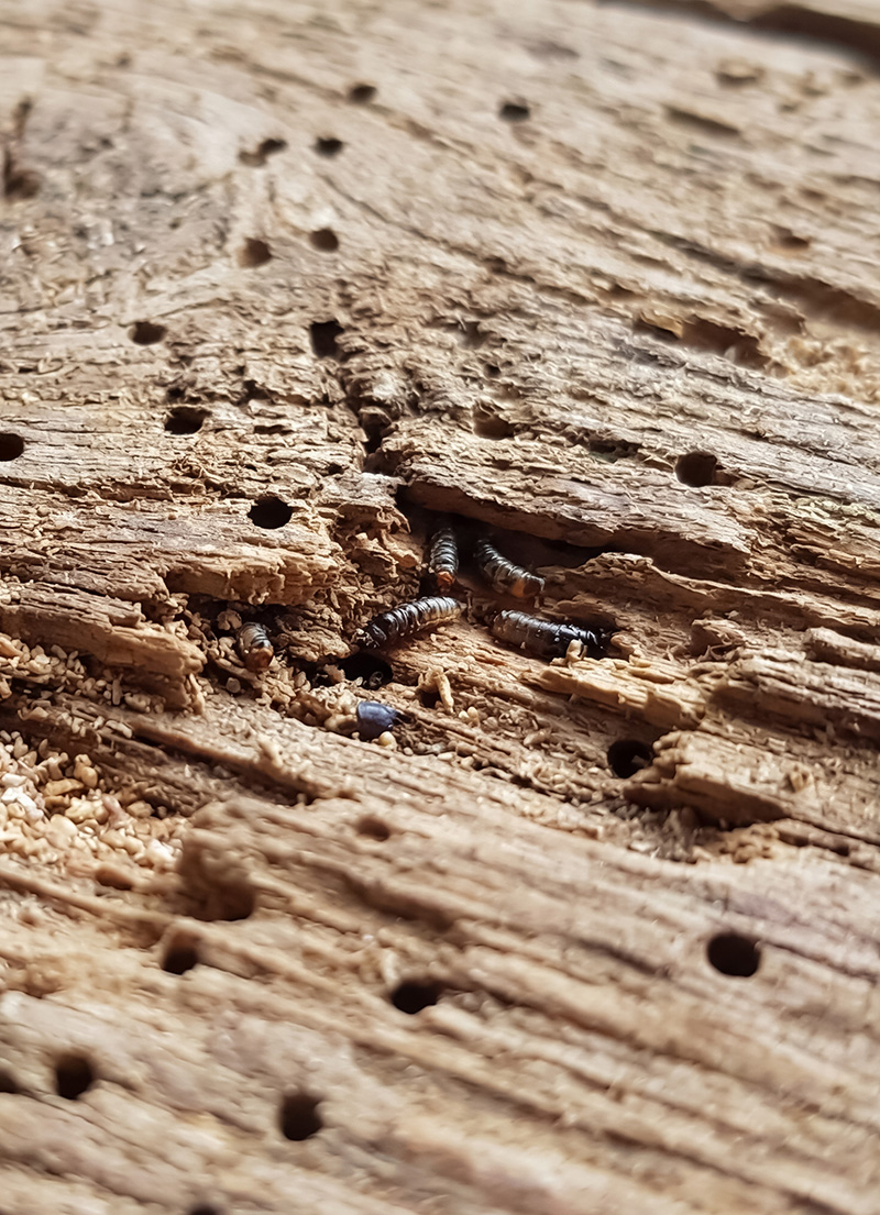 close-up-of-woodworm-damage-and-insect-holes-in-rotten